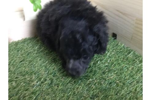 成約済の京都府のトイプードル-59550の14枚目