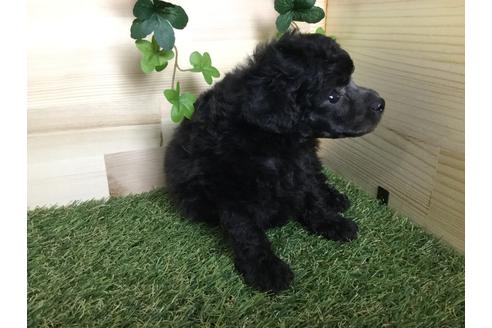 成約済の京都府のトイプードル-59550の13枚目