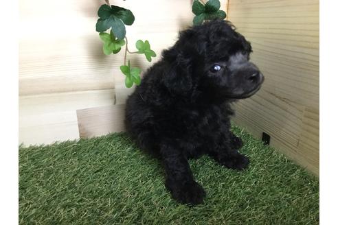 成約済の京都府のトイプードル-59550の12枚目