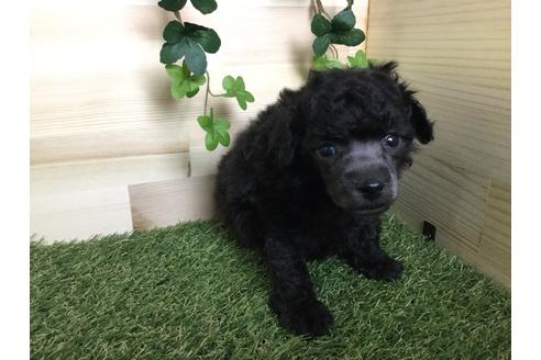 成約済の京都府のトイプードル-59550の11枚目