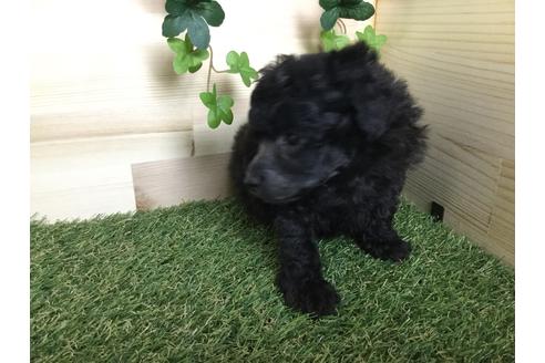 成約済の京都府のトイプードル-59550の10枚目