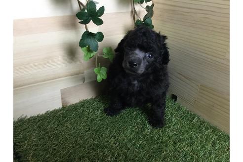 成約済の京都府のトイプードル-59550の9枚目