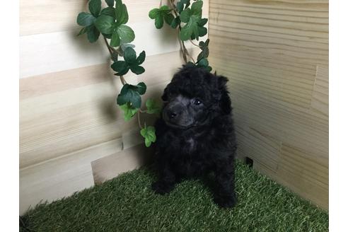 成約済の京都府のトイプードル-59550の8枚目