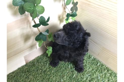 成約済の京都府のトイプードル-59550の7枚目