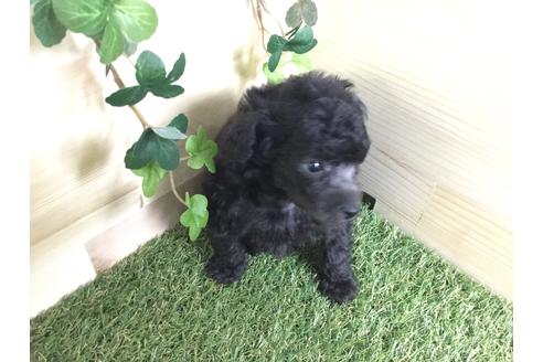 成約済の京都府のトイプードル-59550の6枚目