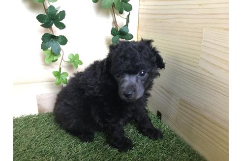 成約済の京都府のトイプードル-59550の5枚目