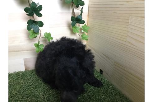 成約済の京都府のトイプードル-59550の4枚目