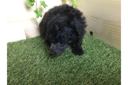 成約済の京都府のトイプードル-59550の3枚目