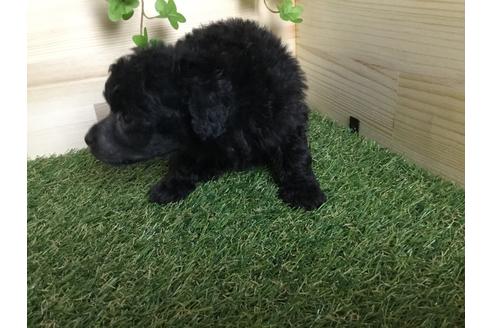 成約済の京都府のトイプードル-59550の2枚目