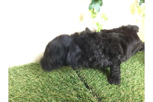 成約済の京都府のトイプードル-59551の20枚目