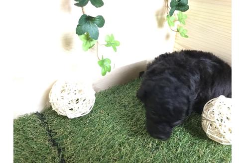 成約済の京都府のトイプードル-59551の19枚目