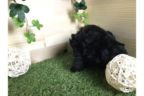 成約済の京都府のトイプードル-59551の18枚目