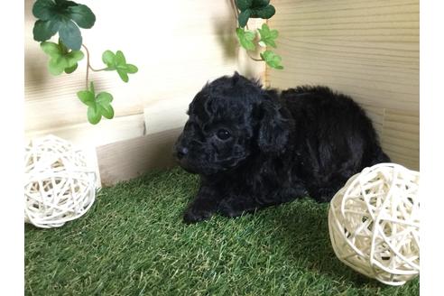 成約済の京都府のトイプードル-59551の17枚目