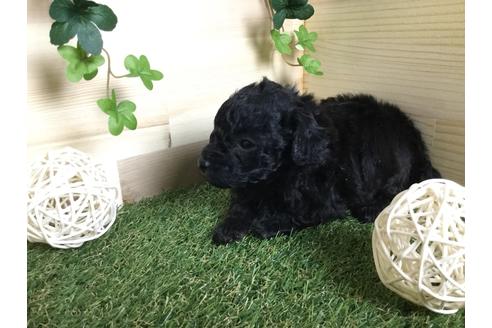 成約済の京都府のトイプードル-59551の16枚目