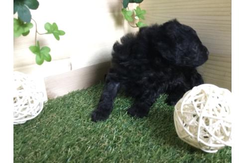 成約済の京都府のトイプードル-59551の15枚目