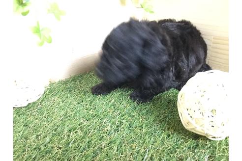 成約済の京都府のトイプードル-59551の14枚目