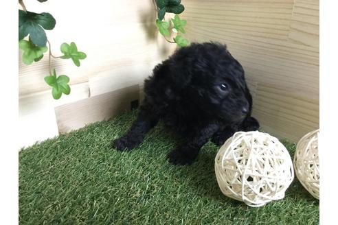 成約済の京都府のトイプードル-59551の12枚目