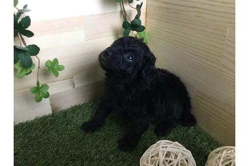 成約済の京都府のトイプードル-59551の11枚目