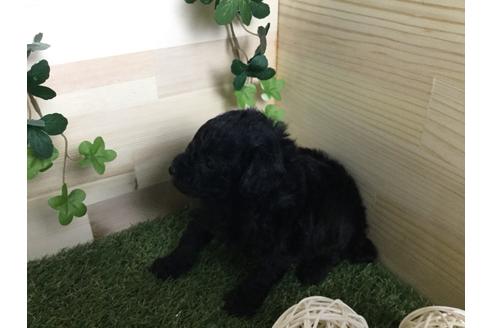 成約済の京都府のトイプードル-59551の10枚目