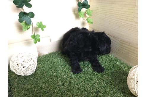 成約済の京都府のトイプードル-59551の9枚目