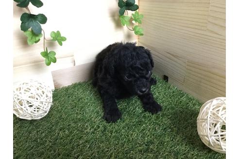 成約済の京都府のトイプードル-59551の8枚目