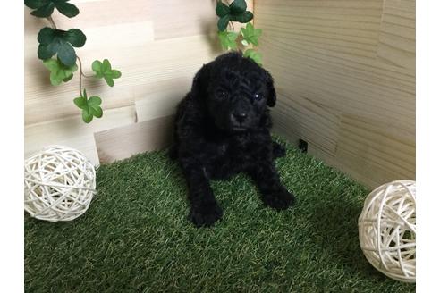 成約済の京都府のトイプードル-59551の7枚目