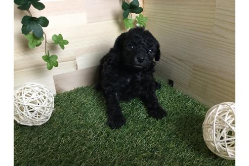 成約済の京都府のトイプードル-59551の6枚目