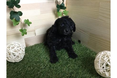 成約済の京都府のトイプードル-59551の1枚目