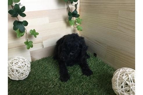 成約済の京都府のトイプードル-59551の5枚目