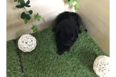 成約済の京都府のトイプードル-59551の3枚目