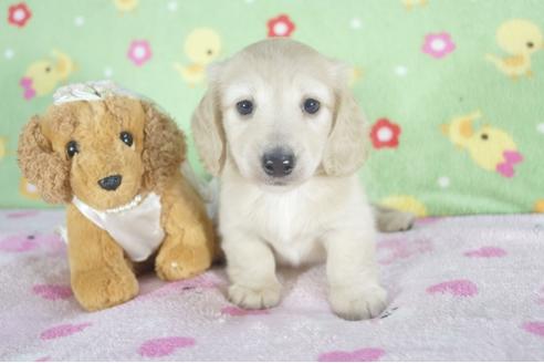 成約済の兵庫県のミニチュアダックスフンド(ロングヘアード)-59568の6枚目
