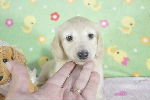 成約済の兵庫県のミニチュアダックスフンド(ロングヘアード)-59568の5枚目