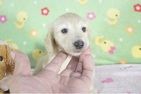 成約済の兵庫県のミニチュアダックスフンド(ロングヘアード)-59568の4枚目