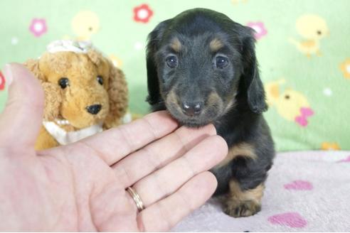 成約済の兵庫県のミニチュアダックスフンド(ロングヘアード)-59569の7枚目