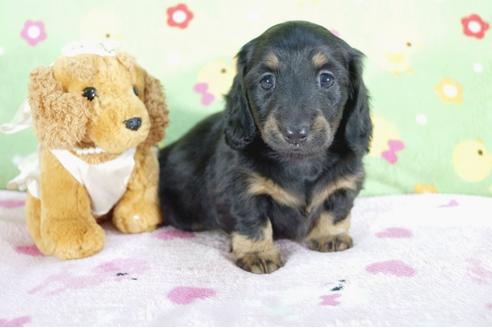 成約済の兵庫県のミニチュアダックスフンド(ロングヘアード)-59569の6枚目