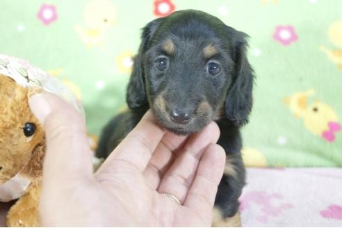 成約済の兵庫県のミニチュアダックスフンド(ロングヘアード)-59569の5枚目