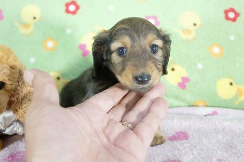 成約済の兵庫県のミニチュアダックスフンド(ロングヘアード)-59570の4枚目