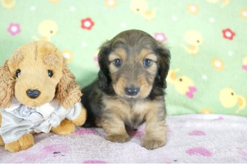 成約済の兵庫県のミニチュアダックスフンド(ロングヘアード)-59570の3枚目