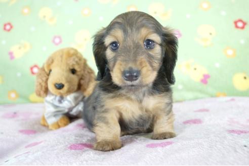 成約済の兵庫県のミニチュアダックスフンド(ロングヘアード)-59570の2枚目