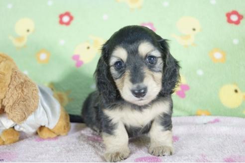 成約済の兵庫県のミニチュアダックスフンド(ロングヘアード)-59571の6枚目