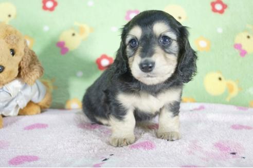 成約済の兵庫県のミニチュアダックスフンド(ロングヘアード)-59571の5枚目