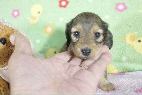 成約済の兵庫県のミニチュアダックスフンド(ロングヘアード)-59572の7枚目