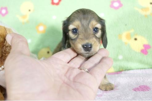 成約済の兵庫県のミニチュアダックスフンド(ロングヘアード)-59572の6枚目