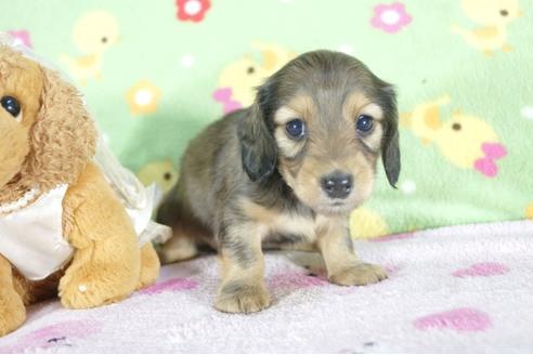 成約済の兵庫県のミニチュアダックスフンド(ロングヘアード)-59572の5枚目