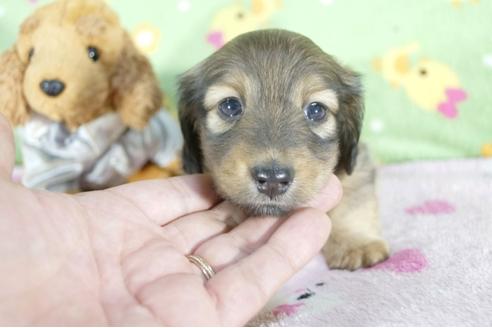 成約済の兵庫県のミニチュアダックスフンド(ロングヘアード)-59573の4枚目