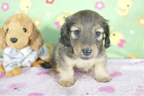 成約済の兵庫県のミニチュアダックスフンド(ロングヘアード)-59573の2枚目
