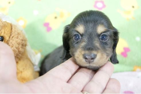 成約済の兵庫県のミニチュアダックスフンド(ロングヘアード)-59574の7枚目