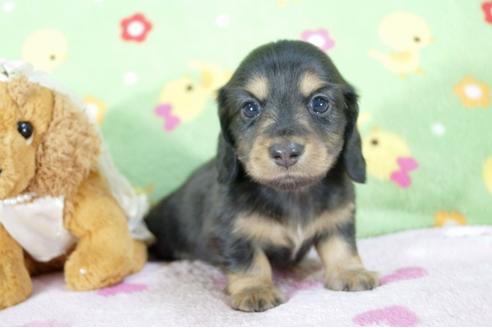 成約済の兵庫県のミニチュアダックスフンド(ロングヘアード)-59574の6枚目