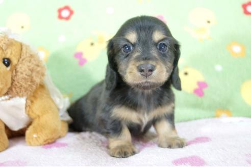 成約済の兵庫県のミニチュアダックスフンド(ロングヘアード)-59574の5枚目