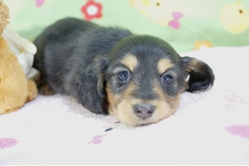 成約済の兵庫県のミニチュアダックスフンド(ロングヘアード)-59575の4枚目
